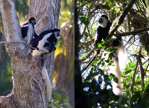 Kilimanjaro Wildlife: Colobus Monkeys