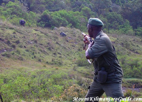 Water buffalo and ranger on Mt. Meru