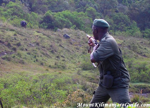 Water buffalo and ranger on Mt. Meru Water buffalo and ranger on Mt. Meru