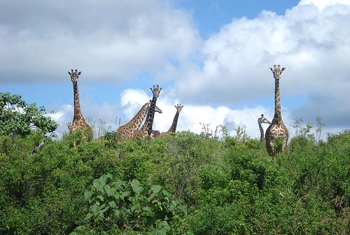 Giraffe Giraffe