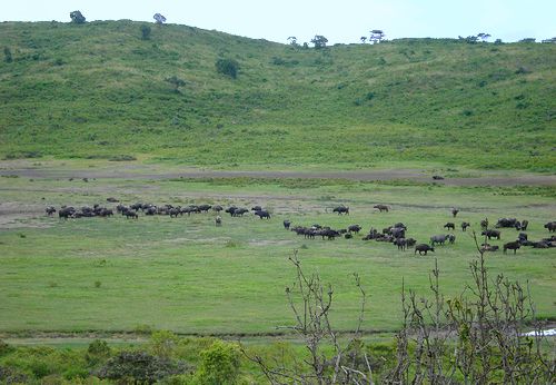 Water Buffalo