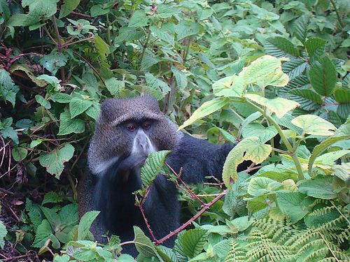 Kilimanjaro Wildlife near Mandara Huts