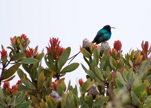 Malachite Sunbird