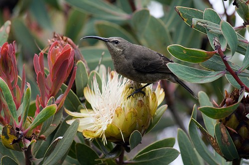 Female Malachite Sunbird Female Malachite Sunbird
