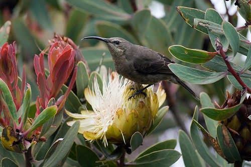 Female Malachite Sunbird