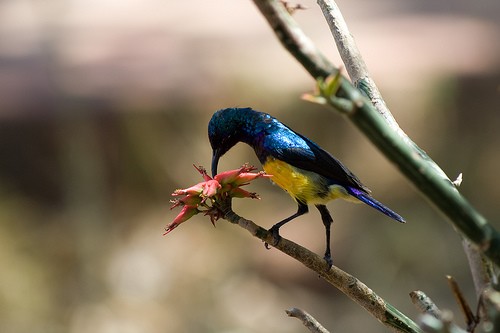 Variable Sunbird Variable Sunbird