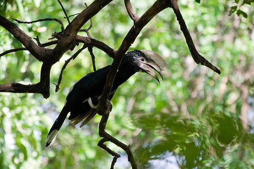 The Silvery-cheeked Hornbill
