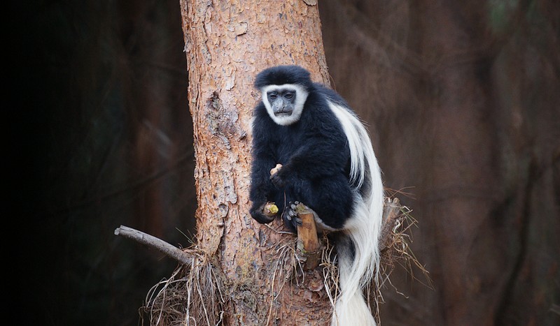 Colobus Monkey