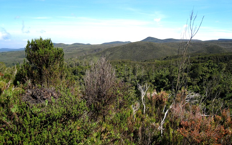 Moorland on the Lemosho Route