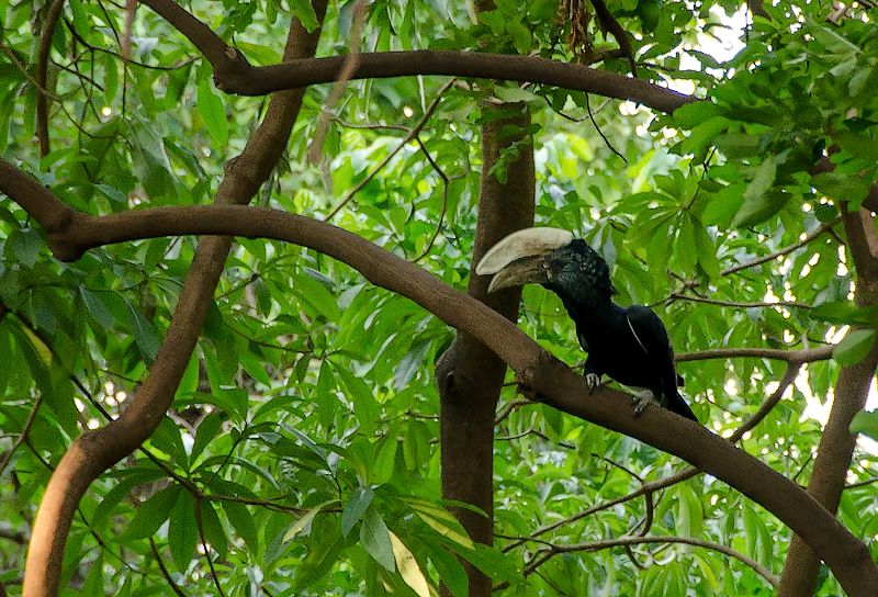 The Silvery-cheeked Hornbill, Kilimanjaro animals