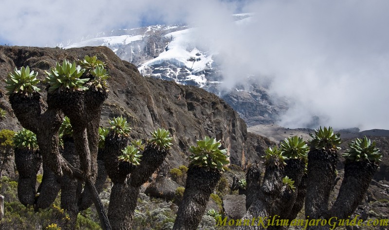 Senecios in the Barranco Valley