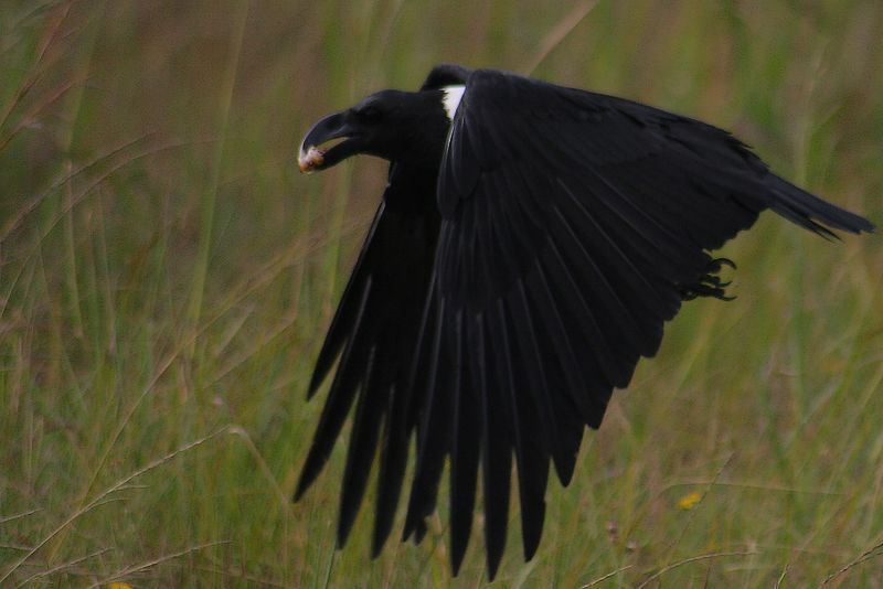 White-necked Raven, Kilimanjaro wildlife