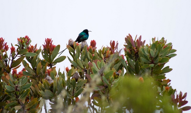 Malachite sunbird on a protea flower, animals of Kilimanjaro