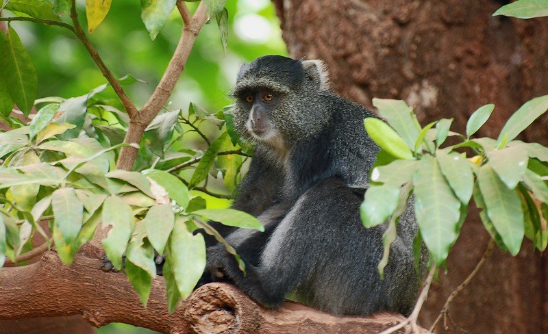 Blue Monkey in Tanzania