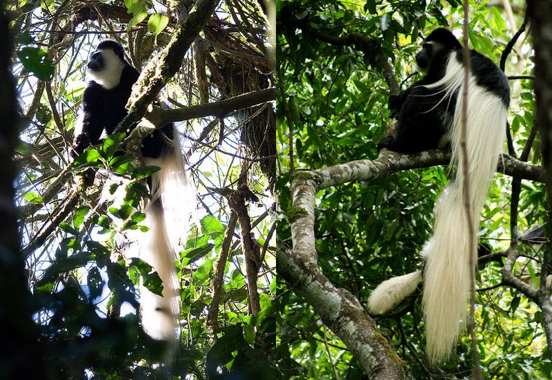 Black and white Colobus monkeys, animals of Kilimanjaro