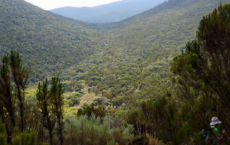 Lemoshi Glades