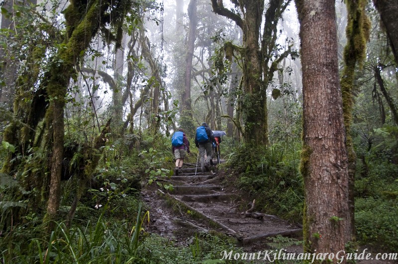 Rainforest on Machame