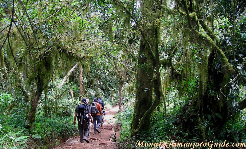 Walking on Kilimanjaro. Training should be geared towards this.