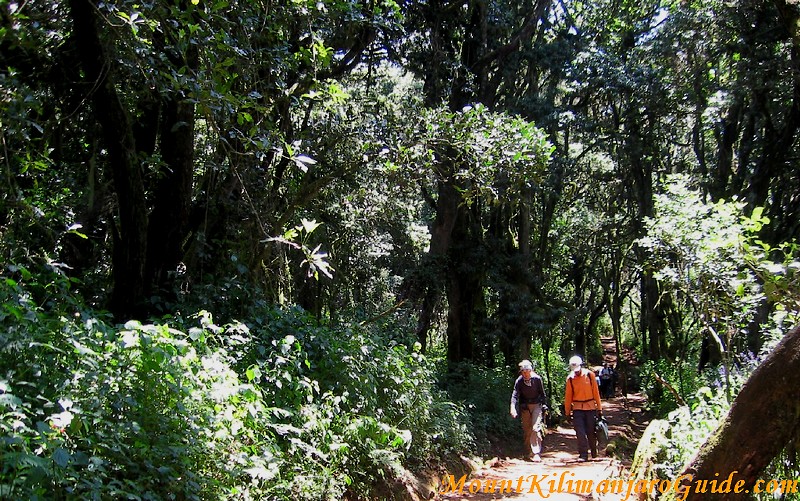 Start of the Marangu trail