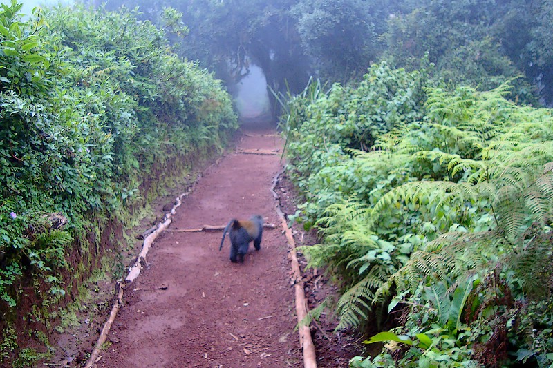 Monkey on the Marangu Trail