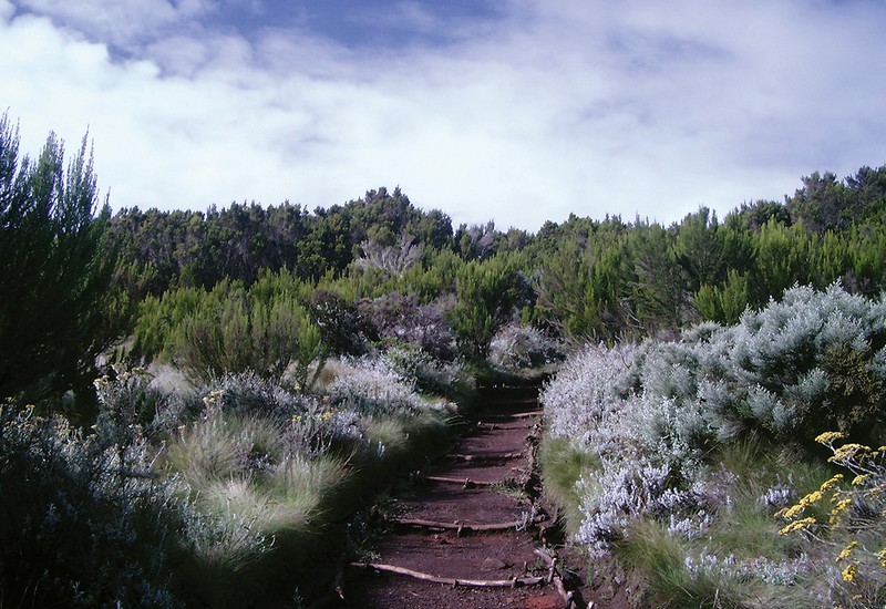 Moorland zone on Kilimanjaro