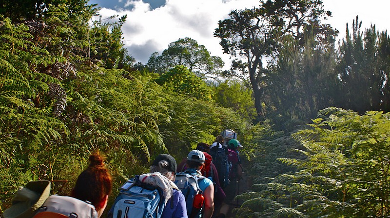 Montane Forest