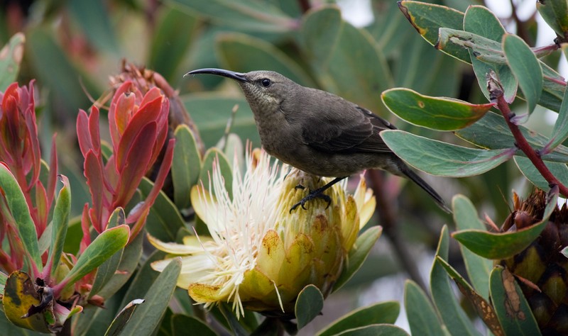 The plainer female sunbird, also on a protea flower, Kilimanjaro wildlife photo