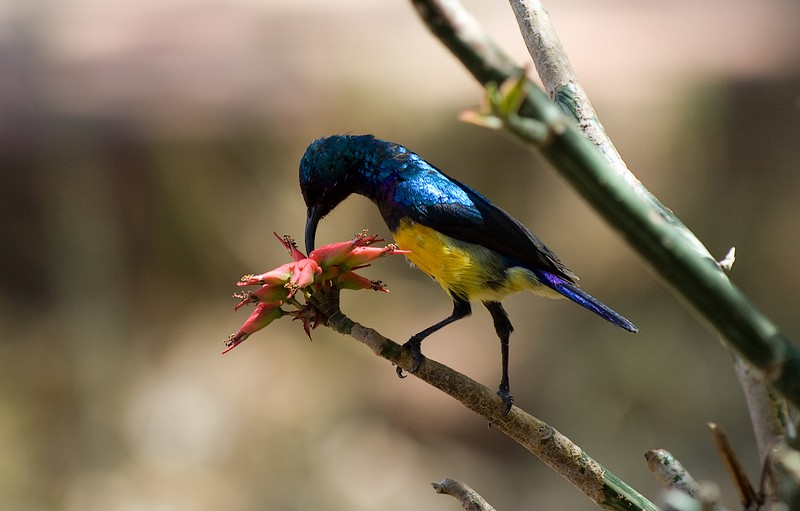 Variable Sunbird