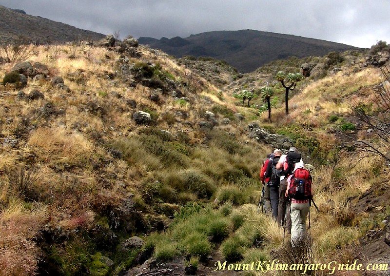 Walking through charred senecios towards Kili